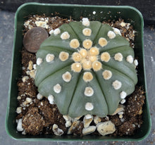 Load image into Gallery viewer, Astrophytum 'Super Kabuto' Nuda type (A)