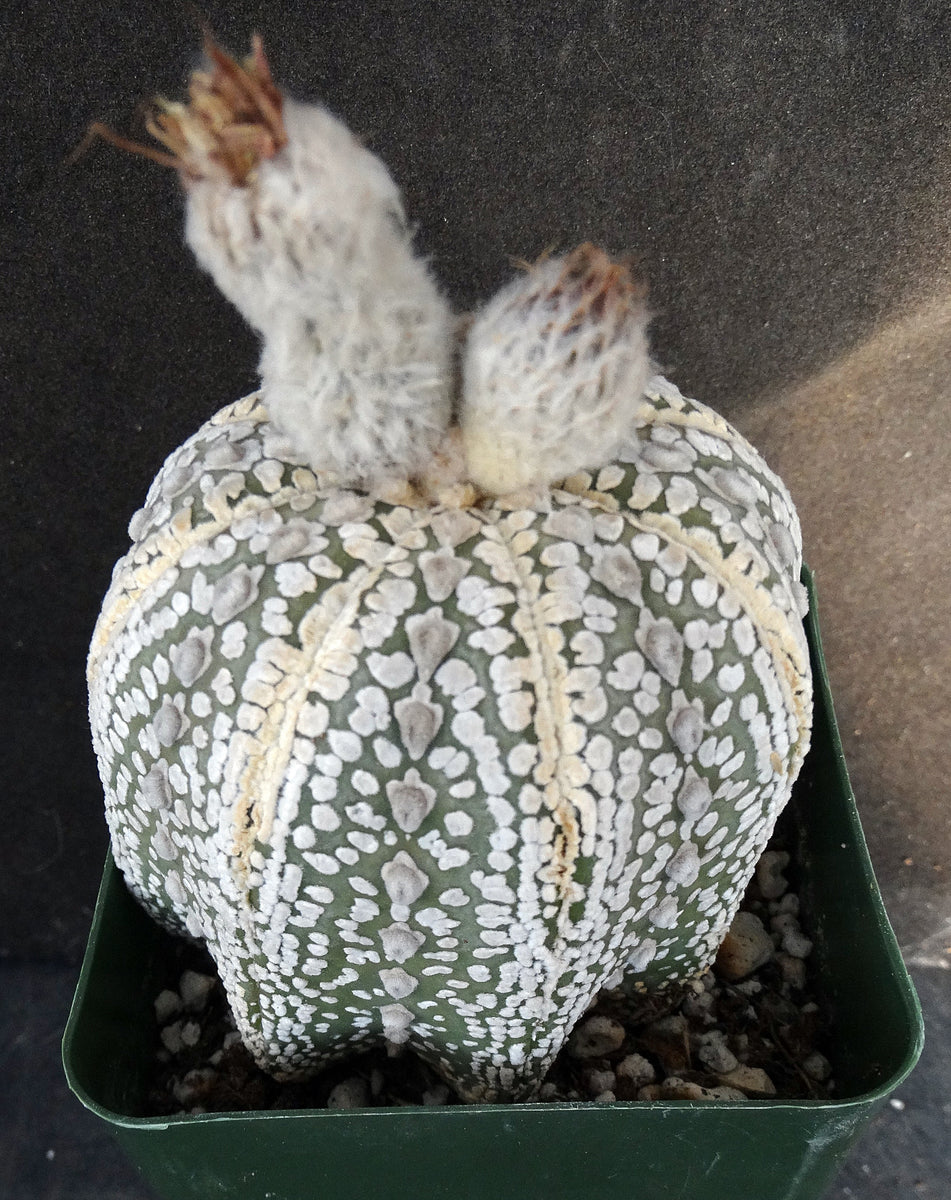Astrophytum asterias 'Super Kabuto' (C) – Kyle's Plants