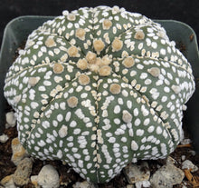 Load image into Gallery viewer, Astrophytum asterias 'Super Kabuto' Star Type (F)