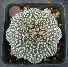 Load image into Gallery viewer, Astrophytum asterias 'Super Kabuto' Star Type (F)