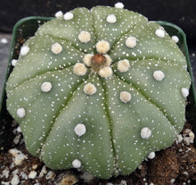 Load image into Gallery viewer, Astrophytum asterias 'Super Kabuto' (G)