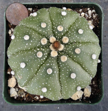 Load image into Gallery viewer, Astrophytum asterias 'Super Kabuto' (G)