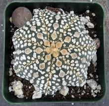 Load image into Gallery viewer, Astrophytum asterias 'Super Kabuto' Star Type (H)