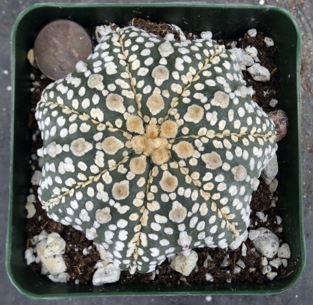Astrophytum asterias 'Super Kabuto' Star Type (H)