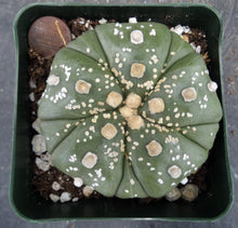 Load image into Gallery viewer, Astrophytum asterias 'Fukuryu' (I)