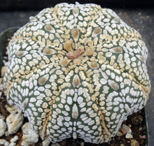 Load image into Gallery viewer, Astrophytum asterias 'Super Kabuto' (J)