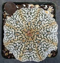 Load image into Gallery viewer, Astrophytum asterias 'Super Kabuto' (J)