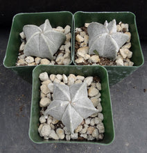 Load image into Gallery viewer, Astrophytum myriostigma