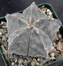 Load image into Gallery viewer, Astrophytum myriostigma