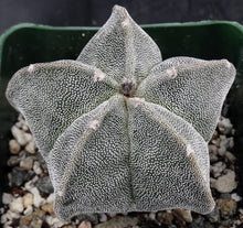Load image into Gallery viewer, Astrophytum myriostigma