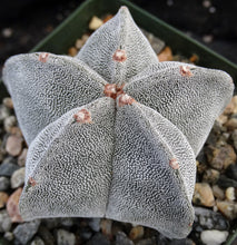 Load image into Gallery viewer, Astrophytum myriostigma