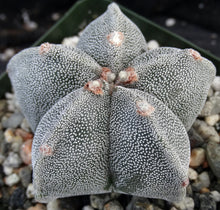 Load image into Gallery viewer, Astrophytum myriostigma