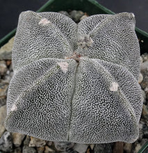 Load image into Gallery viewer, Astrophytum myriostigma f. quadricostata