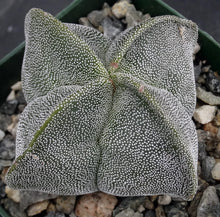 Load image into Gallery viewer, Astrophytum myriostigma f. quadricostata