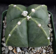 Load image into Gallery viewer, Astrophytum myriostigma v. nuda f. quadricostata *Bigger Plant* (A)