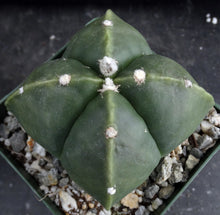 Load image into Gallery viewer, Astrophytum myriostigma v. nuda f. quadricostata *Bigger Plant* (A)