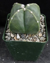 Load image into Gallery viewer, Astrophytum myriostigma v. nuda f. quadricostata *Bigger Plant* (A)