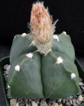 Load image into Gallery viewer, Astrophytum myriostigma v. nuda f. quadricostata *Bigger Plant* (B)