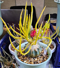 Load image into Gallery viewer, Astrophytum caput-medusae 'Variegata' Variegated! *Grafted*
