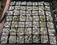 Load image into Gallery viewer, Avonia buderiana