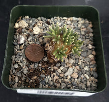 Load image into Gallery viewer, Avonia quinaria ssp. quinaria (B)