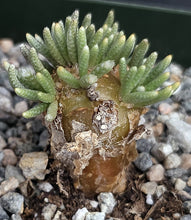 Load image into Gallery viewer, Avonia quinaria ssp. quinaria (B)