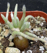 Load image into Gallery viewer, Avonia vespertina *Rare Somalian Species*