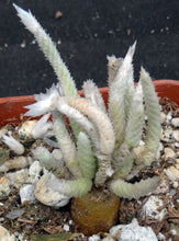 Load image into Gallery viewer, Avonia vespertina *Rare Somalian Species*