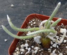 Load image into Gallery viewer, Avonia vespertina *Rare Somalian Species*