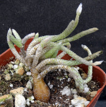 Load image into Gallery viewer, Avonia vespertina *Rare Somalian Species*