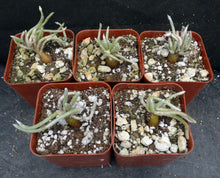 Load image into Gallery viewer, Avonia vespertina *Rare Somalian Species*