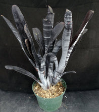 Load image into Gallery viewer, Billbergia x 'Darth Vader'