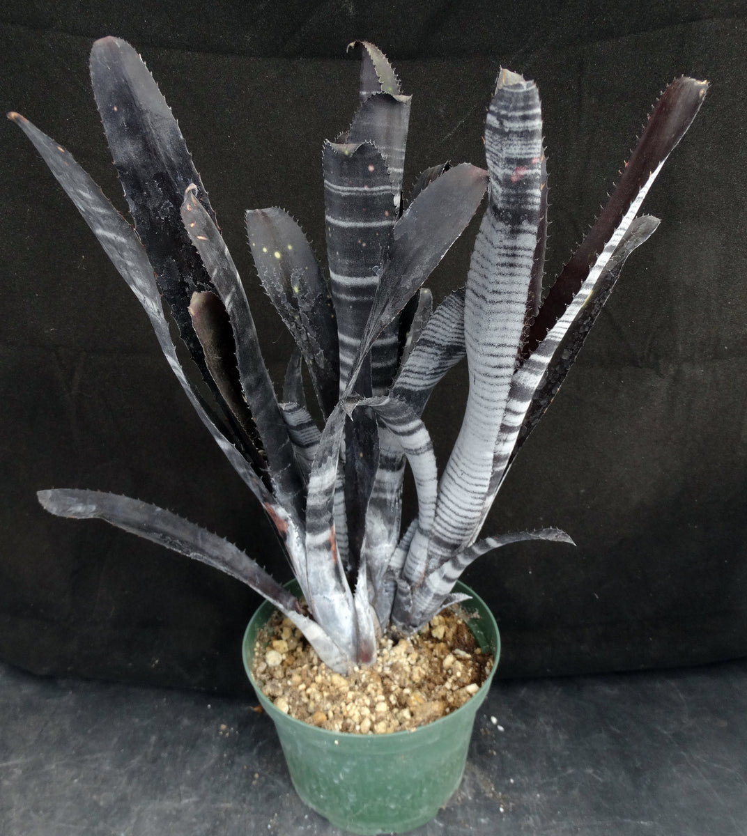 Billbergia x 'Darth Vader' – Kyle's Plants