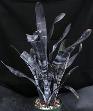 Load image into Gallery viewer, Billbergia x 'Darth Vader'