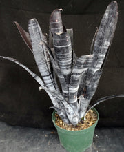Load image into Gallery viewer, Billbergia x 'Darth Vader'