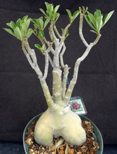 Load image into Gallery viewer, Adenium 'Muang Maharab' aka Black Purple *Big Plant!* Grafted Hybrid