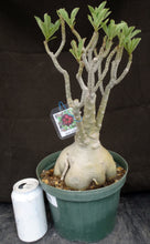Load image into Gallery viewer, Adenium 'Muang Maharab' aka Black Purple *Big Plant!* Grafted Hybrid