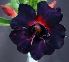 Load image into Gallery viewer, Adenium 'Black Lamp' Grafted Hybrid