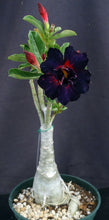 Load image into Gallery viewer, Adenium 'Black Lamp' Grafted Hybrid