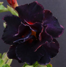 Load image into Gallery viewer, Adenium 'Black Lamp' Grafted Hybrid