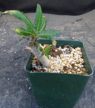 Load image into Gallery viewer, Boswellia nana