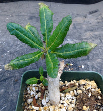 Load image into Gallery viewer, Boswellia nana