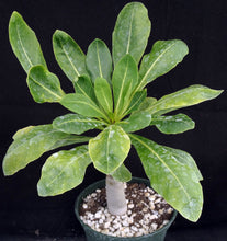 Load image into Gallery viewer, Brighamia insignis