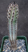 Load image into Gallery viewer, Cereus aethiops