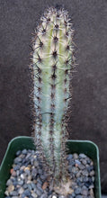 Load image into Gallery viewer, Cereus aethiops