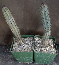 Load image into Gallery viewer, Cereus aethiops