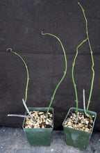 Load image into Gallery viewer, Ceropegia ampliata