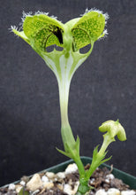 Load image into Gallery viewer, Ceropegia sandersonii Parachute Flower