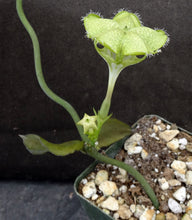 Load image into Gallery viewer, Ceropegia sandersonii Parachute Flower