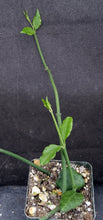 Load image into Gallery viewer, Ceropegia sandersonii Parachute Flower